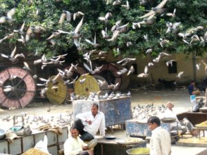 Pigeons, India