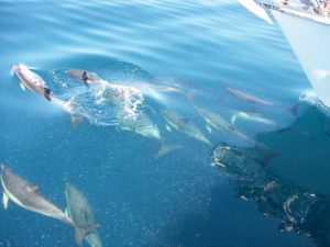 Dolphins in the Hauraki Gulf